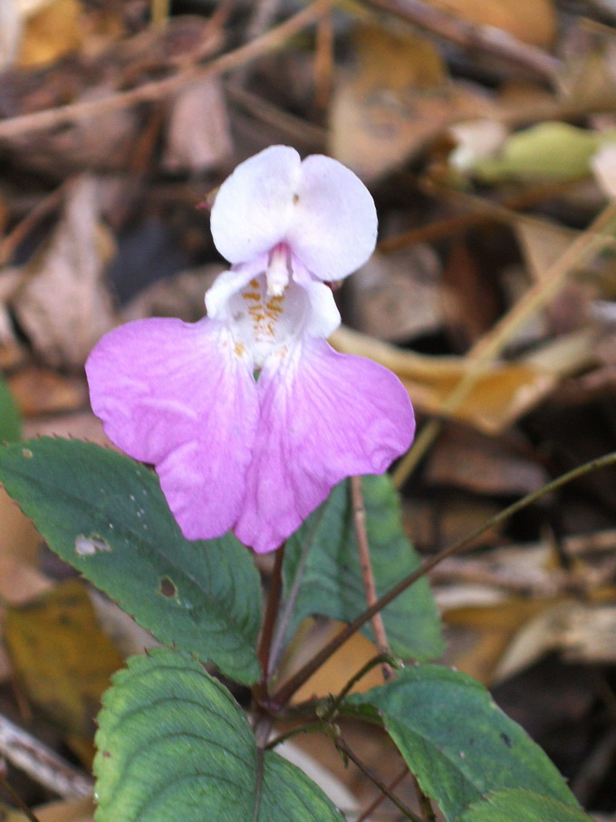 Greto del fiume Sarca - Impatiens balfouri